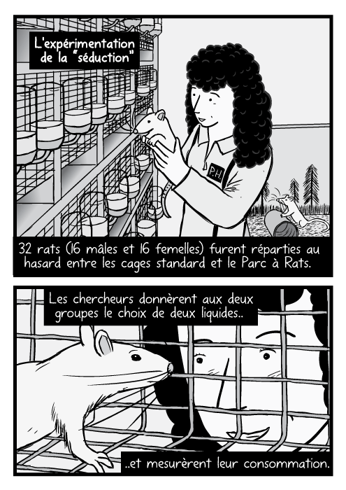 Dessin d'une femme chercheuse tenant un rat. Un rat dans une cage des observé par un chercheur. L'expérimentation de la “séduction” 32 rats (16 mâles et 16 femelles) furent réparties au hasard entre les cages standard et le Parc à Rats. Les chercheurs donnèrent aux deux groupes le choix de deux liquides Et mesurèrent leur consommation.