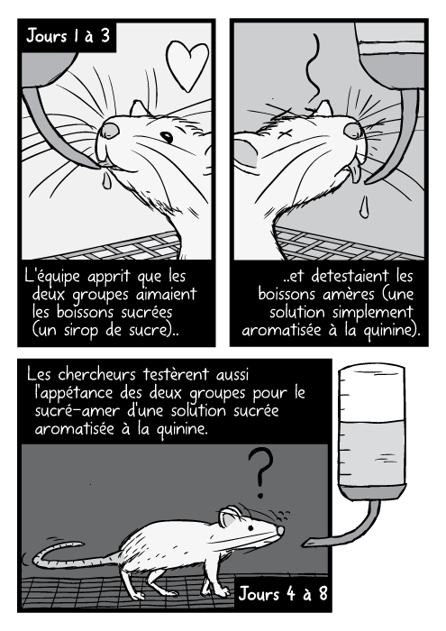 Des rats de BD buvant à des tubulures, dessin en noir et blanc. L'équipe apprit que les deux groupes aimaient les boissons sucrées (un sirop de sucre) Et detestaient les boissons amères (une solution simplement aromatisée à la quinine) Les chercheurs testèrent aussi l'appétance des deux groupes pour le sucré-amer d'une solution sucrée aromatisée à la quinine.