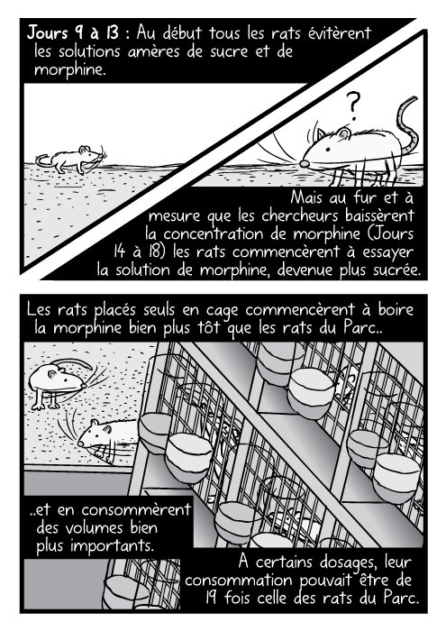 Des ensembles de cages de laboratoire, vus en plongée. Au début tous les rats évitèrent les solutions amères de sucre et de morphine. Mais au fur et à mesure que les chercheurs baissèrent la concentration de morphine (Jours 14 à 18) les rats commencèrent à essayer la solution de morphine, devenue plus sucrée. Les rats placés seuls en cage commencèrent à boire la morphine bien plus tôt que les rats du Parc.. ..et en consommèrent des volumes bien plus importants. A certains dosages, leur consommation pouvait être de 19 fois celle des rats du Parc.