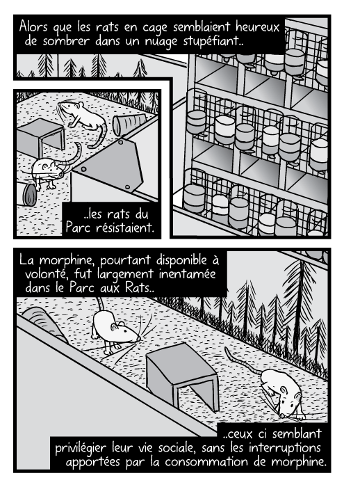 Une vue en plongée des rats (de BD) du Parc à rats et de ceux en cage. Alors que les rats en cage semblaient heureux de sombrer dans un nuage stupéfiant.. ..les rats du Parc résistaient. La morphine, pourtant disponible à volonté, fut largement inentamée dans le Parc aux Rats.. ..ceux ci semblant privilégier leur vie sociale, sans les interruptions apportées par la consommation de morphine.