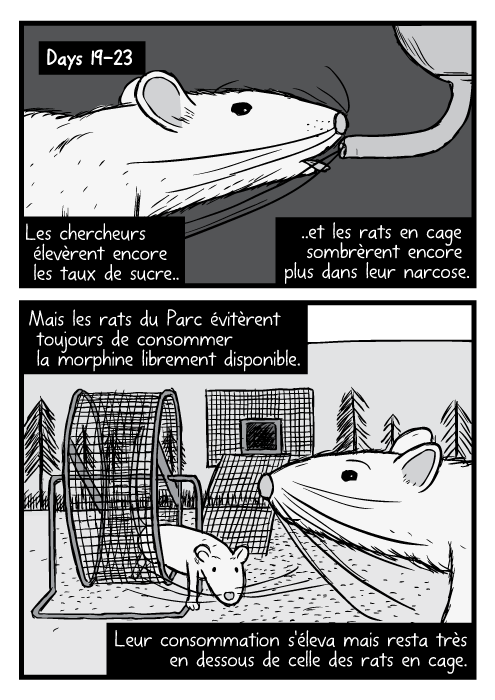 Des dessins de rats en gros plan et en noir et blanc. Un rat du parc est dans une roue à hamster. Les chercheurs élevèrent encore les taux de sucre.. ..et les rats en cage sombrèrent encore plus dans leur narcose. Mais les rats du Parc évitèrent toujours de consommer la morphine librement disponible. Leur consommation s'éleva mais resta très en dessous de celle des rats en cage.