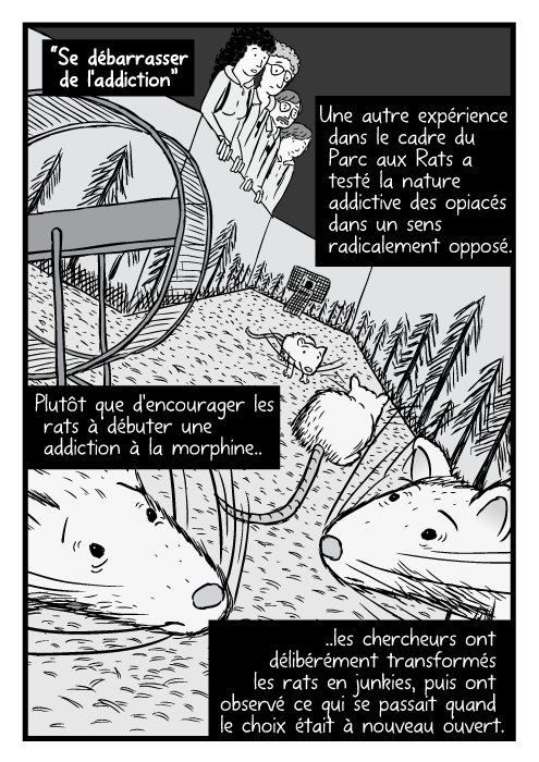 Dessins en gros plan de rats “shootés”. “Se débarrasser de l'addiction” Une autre expérience dans le cadre du Parc aux Rats a testé la nature addictive des opiacés dans un sens radicalement opposé Plutôt que d'encourager les rats à débuter une addiction à la morphine.. ..les chercheurs ont délibérément transformés les rats en junkies, puis ont observé ce qui se passait quand le choix était à nouveau ouvert.