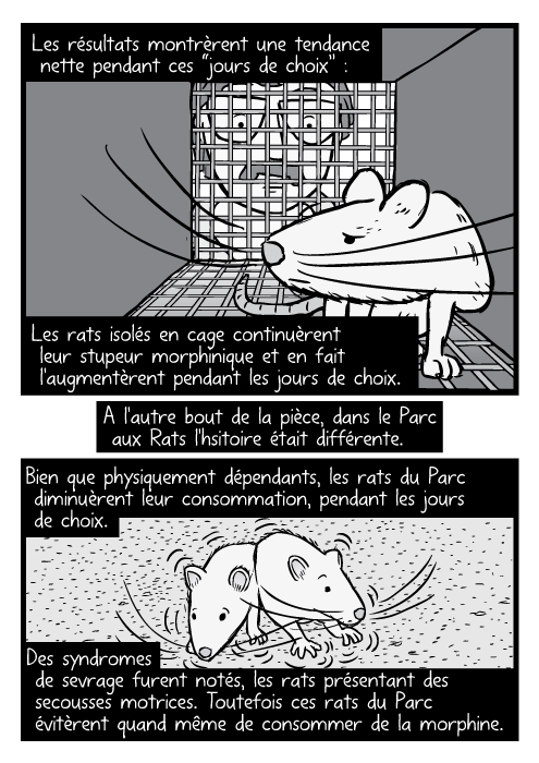 Un dessin de rat en noir et blanc,dans une cage, observé par un chercheur. Les résultats montrèrent une tendance nette pendant ces “jours de choix” : Les rats isolés en cage continuèrent leur stupeur morphinique et en fait l'augmentèrent pendant les jours de choix. A l'autre bout de la pièce, dans le Parc aux Rats l'hsitoire était différente. Bien que physiquement dépendants, les rats du Parc diminuèrent leur consommation, pendant les jours de choix. Des syndromes de sevrage furent notés, les rats présentant des secousses motrices. Toutefois ces rats du Parc évitèrent quand même de consommer de la morphine.