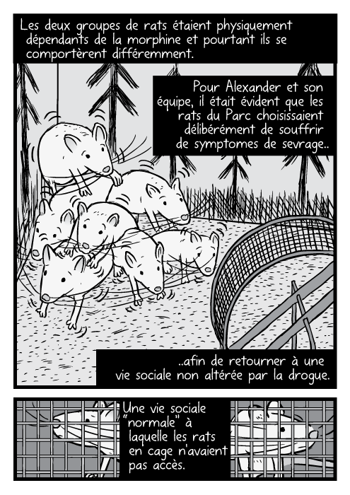 Dessin d'une famille de rats atteints de secousses motrices. Les deux groupes de rats étaient physiquement dépendants de la morphine et pourtant ils se comportèrent différemment. Pour Alexander et son équipe, il était évident que les rats du Parc choisissaient délibérément de souffrir de symptomes de sevrage.. ..afin de retourner à une vie sociale non altérée par la drogue. Une vie sociale “normale” à laquelle les rats en cage n'avaient pas accès.