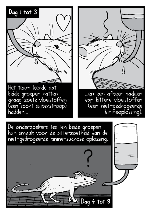 Strip kooi ratten drinken van darmpjes, zwart wit tekening. Dag 1 tot 3. Het team leerde dat beide groepen ratten graag zoete vloeistoffen (een soort suikerstroop) hadden en een afkeer hadden van bittere vloeistoffen (een niet-gedrogeerde kinineoplossing). De onderzoekers testten beide groepen hun smaak voor de bitterzoetheid van de niet-gedrogeerde kinine-sucrose oplossing. Dag 4 tot 8.