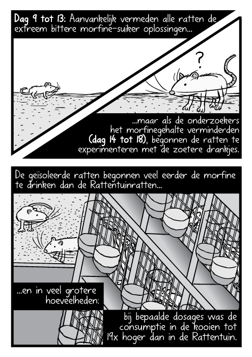 Strip Rattentuin ratten rat vogelperspectief voederen darmen. Nu de onderzoekers de ratten hun smaakpapillen verstonden, probeerden ze hen morfine te laten drinken. (Morfine: een opiate drug gelijkaardig aan heroïne.) Benieuwd of de ratten de drug zouden vermijden omwille van de bittere smaak, voegde het team verschillende hoeveelheden suiker toe om de ratten te verleiden om de morfine te drinken.