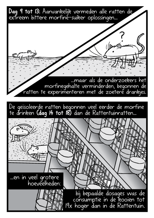 Laboratorium ratten rek vogelperspectief tekening. Cartoon Rattentuin rat kooien. Dag 9 tot 13: Aanvankelijk vermeden alle ratten de extreem bittere morfine-suiker oplossingen maar als de onderzoekers het morfinegehalte verminderden, begonnen de ratten te experimenteren met de zoetere drankjes. De geïsoleerde ratten begonnen veel eerder de morfine te drinken (dag 14 tot 18) dan de Rattentuinratten en in veel grotere hoeveelheden: bij bepaalde dosages was de consumptie in de kooien tot 19x hoger dan in de Rattentuin.