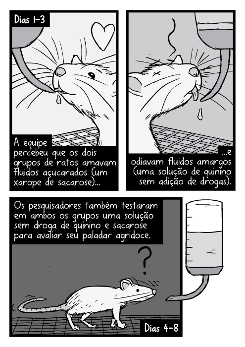 Cartum gaiolas ratos bebendo de tubos, desenho preto e branco. Dias 1-3. A equipe percebeu que os dois grupos de ratos amavam fluidos açucarados (um xarope de sacarose)...e odiavam fluidos amargos (uma solução de quinino sem adição de drogas). Dias 4-8. Os pesquisadores também testaram em ambos os grupos uma solução sem droga de quinino e sacarose para avaliar seu paladar agridoce.