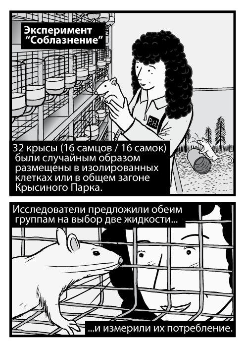 Изображение женщины-учёного, которая держит крысу. Карикатурная крыса внутри клетки, исследователь заглядывает в неё. Эксперимент “Соблазнение”. 32 крысы (16 самцов / 16 самок) были случайным образом размещены в изолированных клетках или в общем загоне Крысиного Парка. Исследователи предложили обеим группам на выбор две жидкости и измерили их потребление.