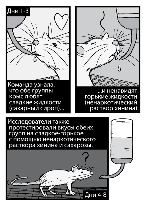 Карикатурные крысы пьют из трубочек, чёрно-белое изображение. Дни 1-3. Команда узнала, что обе группы крыс любят сладкие жидкости (сахарный сироп) и ненавидят горькие жидкости (ненаркотический раствор хинина). Исследователи также протестировали вкусы обеих групп на сладкое-горькое с помощью ненаркотического раствора хинина и сахарозы. Дни 4-8