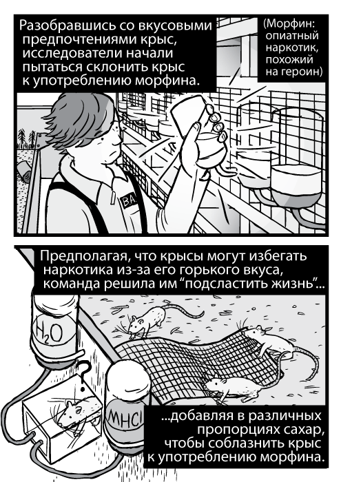 Карикатура с высокого ракурса крыс в Крысином Парке и трубок для кормления. Разобравшись со вкусовыми предпочтениями крыс, исследователи начали пытаться склонить крыс к употреблению морфина. (Морфин: опиатный наркотик, похожий на героин). Предполагая, что крысы могут избегать наркотика из-за его горького вкуса, команда решила им “подсластить жизнь” добавляя в различных пропорциях сахар, чтобы соблазнить крыс к употреблению морфина.