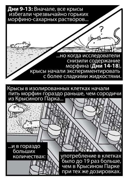 Рисунок лабораторной стойки с крысами с высого ракурса. Карикатурный загон Крысиного Парка. Дни 9-13: Вначале, все крысы избегали чрезвычайно горьких морфино-сахарных растворов но когда исследователи снизили содержание морфина (Дни 14-18), крысы начали экспериментировать с более сладкими жидкостями. Крысы в изолированных клетках начали пить морфин гораздо раньше, чем сородичи из Крысиного Парка и в гораздо больших количествах: употребление в клетках было до 19 раз больше, чем в Крысином Парке при тех же дозировках.