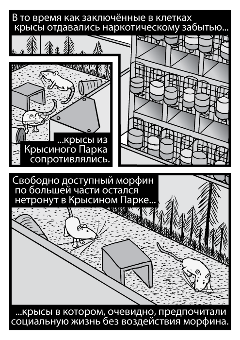 Карикатура с высокого ракурса крыс из Крысиного Парка и стоек с клетками. В то время как заключённые в клетках крысы отдавались наркотическому забытью крысы из Крысиного Парка сопротивлялись. Свободно доступный морфин по большей части остался нетронут в Крысином Парке крысы в котором, очевидно, предпочитали социальную жизнь без воздействия морфина.