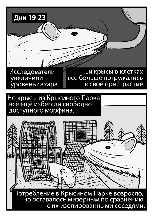 Чёрно-белое изображение крысы крупным ракурсом. Карикатурное изображение колеса для бега в Крысином Парке. Дни 19-23. Исследователи увеличили уровень сахара и крысы в клетках все больше погружались в своё пристрастие. Но крысы из Крысиного Парка всё ещё избегали свободно доступного морфина. Потребление в Крысином Парке возросло, но оставалось мизерным по сравнению с их изолированными соседями.