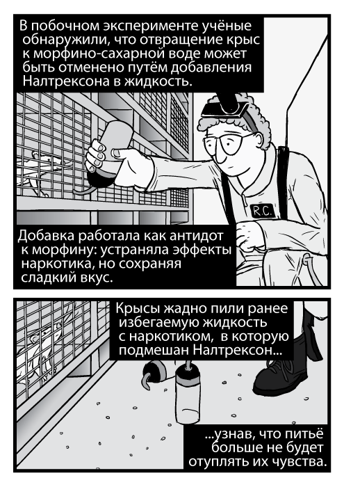 Карикатура изображает исследователя Роберт Комбса, который держит бутылку с морфином у крысиных клеток. В побочном эксперименте учёные обнаружили, что отвращение крыс к морфино-сахарной воде может быть отменено путём добавления Налтрексона в жидкость. Добавка работала как антидот к морфину: устраняла эффекты наркотика, но сохраняя сладкий вкус. Крысы жадно пили ранее избегаемую жидкость с наркотиком, в которую подмешан Налтрексон узнав, что питьё больше не будет отуплять их чувства.