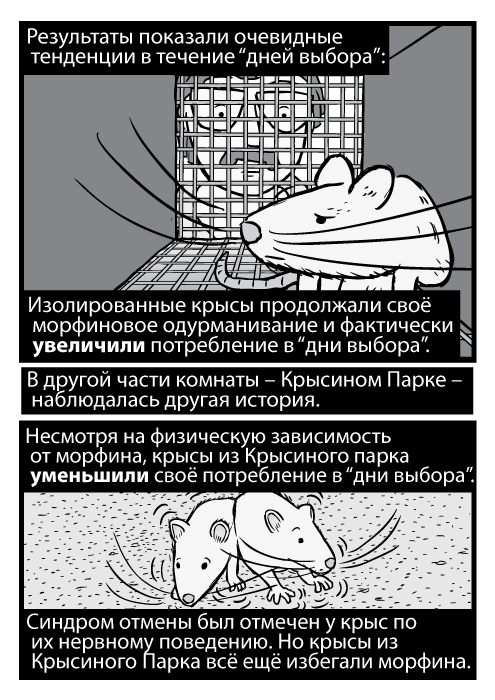 Карикатурная чёрно-белая крыса в клетке, исследователь заглядывает внутрь. Результаты показали очевидные тенденции в течение “дней выбора”: Изолированные крысы продолжали своё морфиновое одурманивание и фактически увеличили потребление в “дни выбора”. В другой части комнаты – Крысином Парке – наблюдалась другая история. Несмотря на физическую зависимость от морфина, крысы из Крысиного парка уменьшили своё потребление в “дни выбора”. Синдром отмены был отмечен у крыс по их нервному поведению. Но крысы из Крысиного Парка всё ещё избегали морфина.