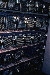 Racks of wire mesh rat cages used in the Rat Park addiction experiments.