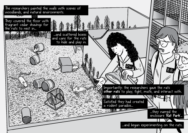 Rat Park comic page: researchers release the rats into the enclosure