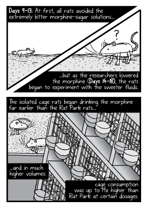 Rat Park experiment comic: The isolated cage rats began drinking the morphine far earlier than the Rat Park rats.