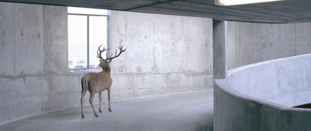 Photography of deer in parking garage ramp - cropped photo from George Monbiot's Feral cover