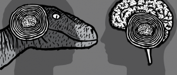 Grey cartoon image of velociraptor head, showing cross-section of 'reptile brain'. Compared with human brain size.