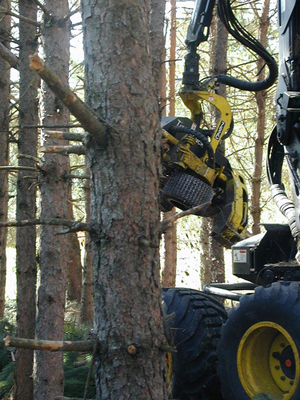 Tree harvester machine cutting down a tree with mechanical saw.