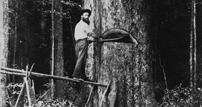 Old photo of timber workers chopping down a tree by hand using axe.