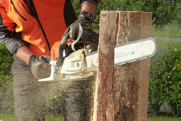 Chainsaw cutting through tree stump. Sawdust flying through air.