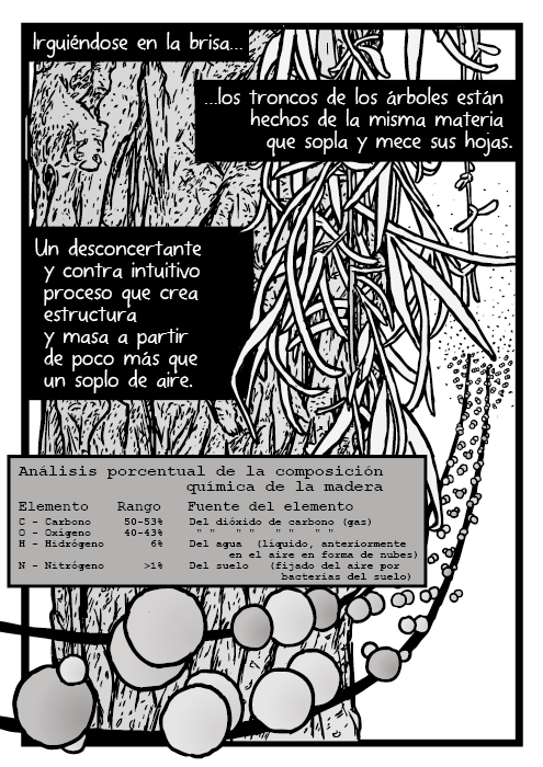 Dibujo de la corteza de un árbol y sus hojas. Dibujo de los átomos de oxígeno, carbono e hidrogeno. Moléculas de dióxido de carbono. Irguiéndose en la brisa, los troncos de los árboles están hechos de la misma materia que sopla y mece sus hojas. Un desconcertante y contra intuitivo proceso que crea estructura y masa a partir de poco más que un soplo de aire.