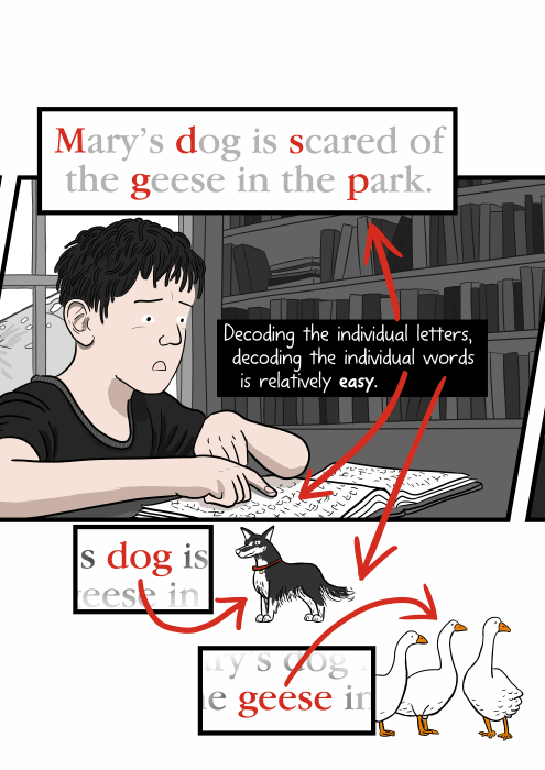 Decoding the individual letters, decoding the individual words is relatively easy. (Boy trying to read the phrase: “Mary’s dog is scared of the geese in the park.”)