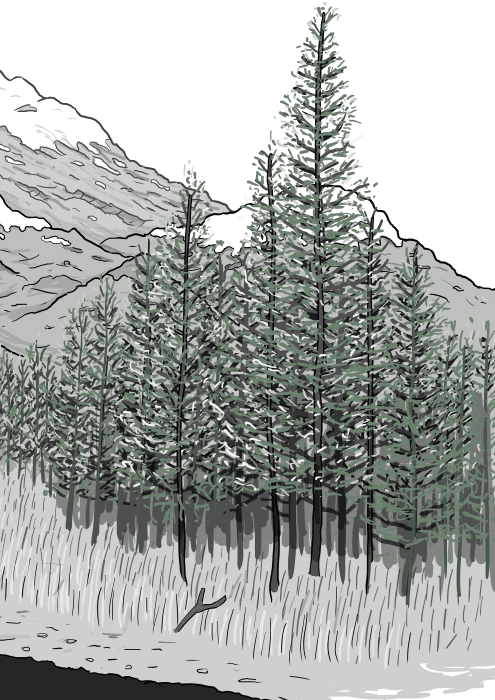 Drawing of pine forest illustrated in cartoon style, the pine trees in front of a snow-capped mountain range.