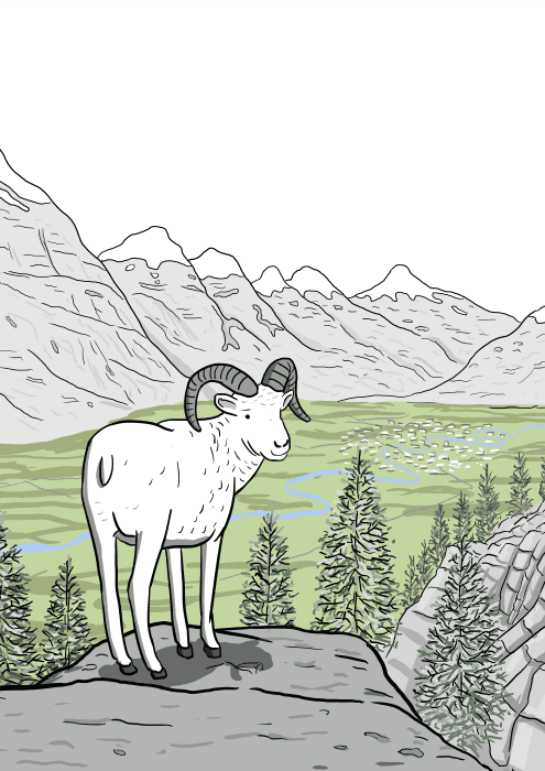 Drawing of cartoon bighorn sheep standing on a cliff, looking backwards towards viewer.