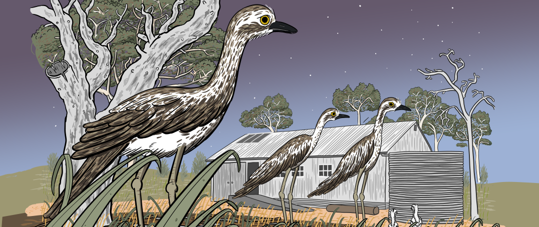 Bush stone-curlew drawn near the Mulligans Flat woolshed at dusk