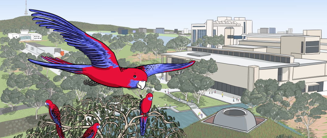 Drawing of crimson rosella flying over the Canberra skyline near the National Gallery