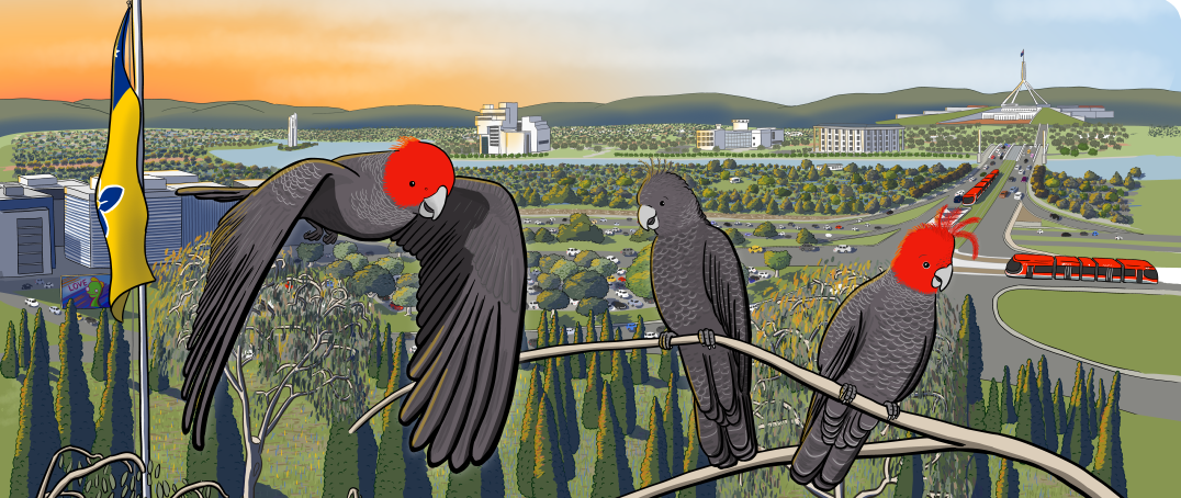 Cartoons gang-gang cockatoos flying near the Canberra morning skyline, cartoon drawn by Stuart McMillen