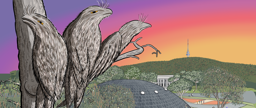 Cartoon tawny frogmouths roosting in a tree near the Shine Dome in Canberra, cartoon drawn with a sunset sky