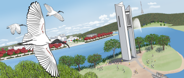 White ibis flying near the National Carillon at Lake Burley Griffin in Canberra