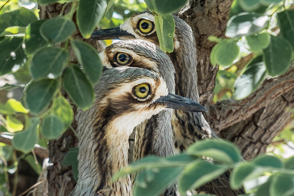 Bush Stone-Curlew eyes are expressive