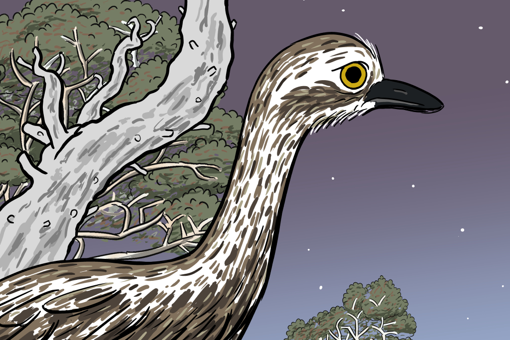 Cartoon drawing of Bush stone curlew head and neck