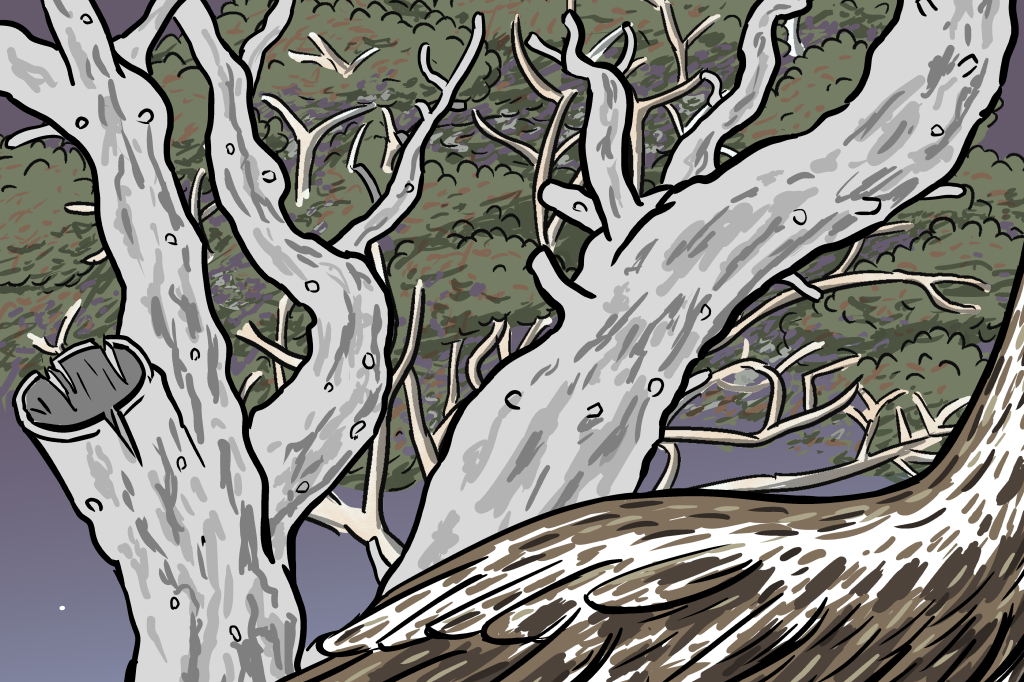 Drawing of craggly dead gum tree snag