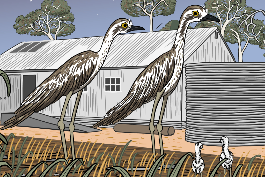 Drawing of a pair of Bush-stone curlews standing on ground in front of old farmhouse