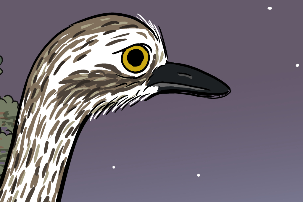 Close-up drawing of bush stone-curlew with expressive eyes illustrated