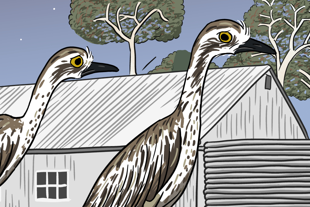 Drawing of two bush stone-curlews with worried expression on face
