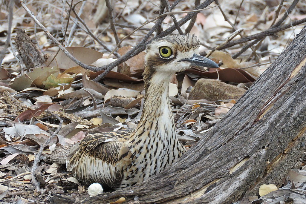 Bush Stone Curlew (Burhinus grallarius) at Edith Falls (NT) by Shoshanabird