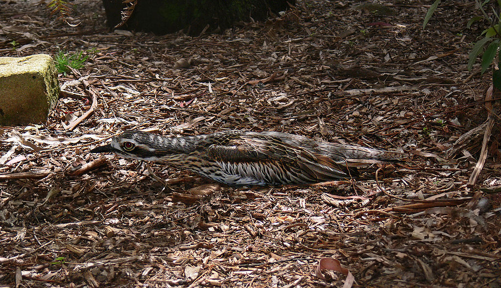 Bush stone curlew in camouflage pose