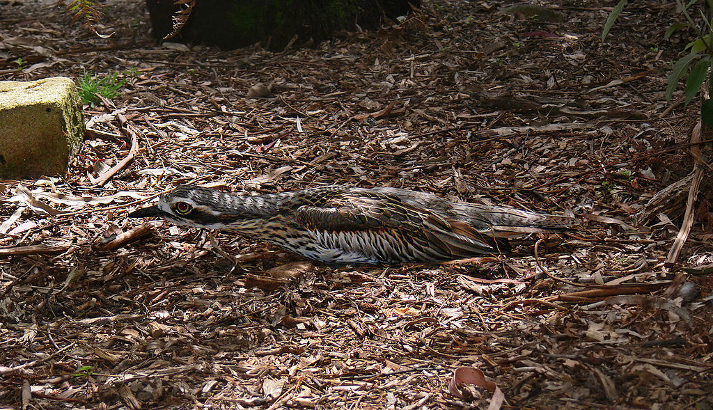 Bush stone curlew in camouflage pose