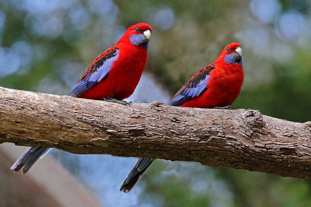 Low angle view of two crimson rosellas on a branch from below