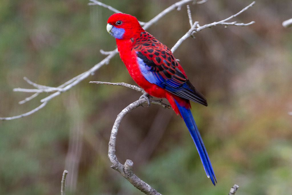 Crimson rosella photographed in profile on branch