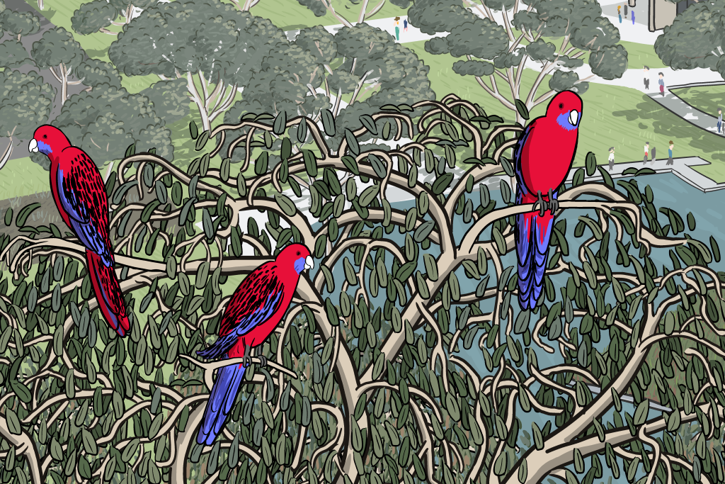 Drawing of three crimson rosellas in a gum tree crown