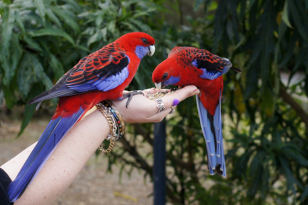 Two crimson rosellas feeding from a hand